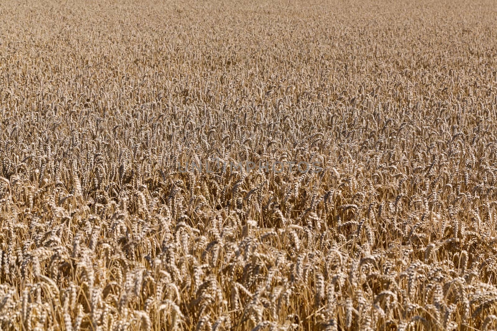 Golden wheat field by Kartouchken