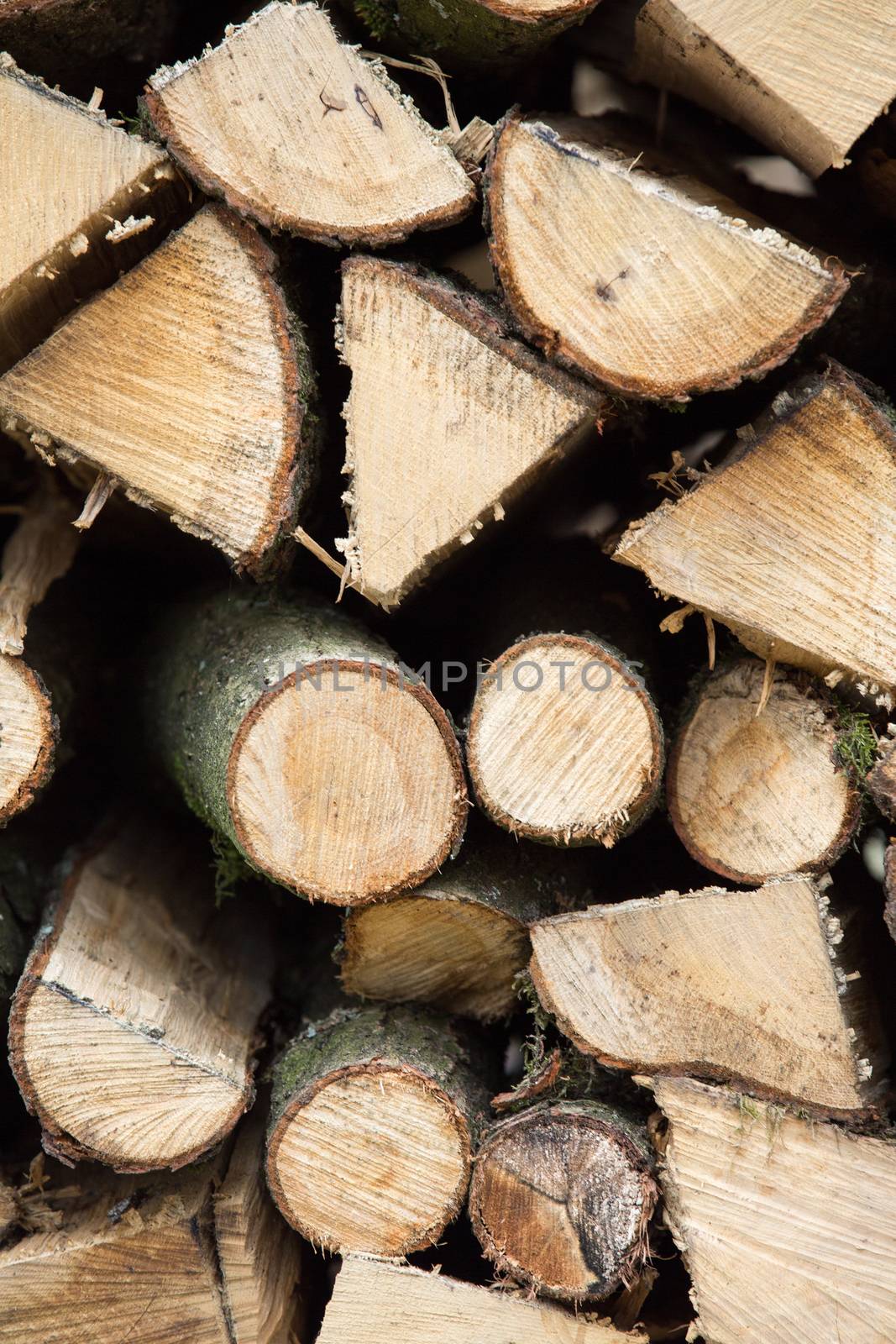 Pile of wood in the forest