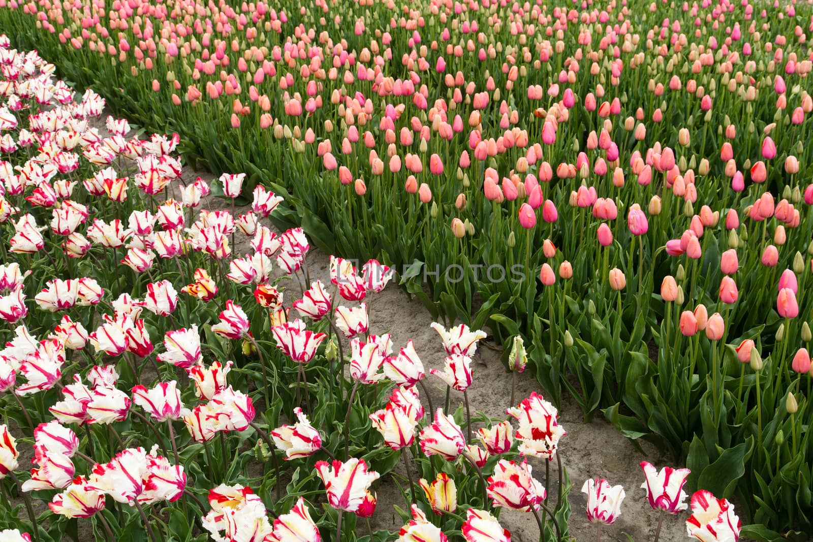 Colorful field of tulips in the Netherlands