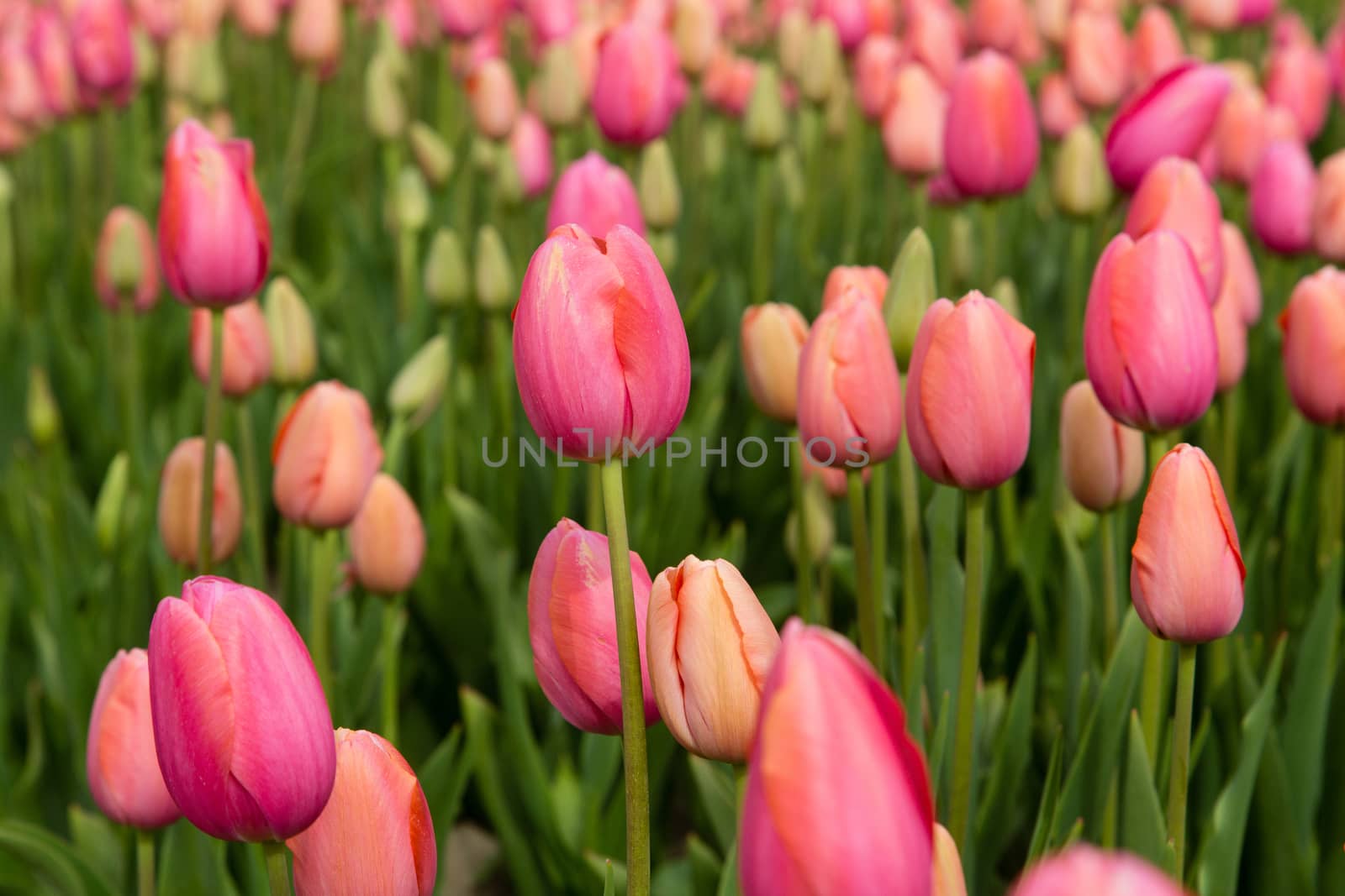 Colorful field of tulips in the Netherlands