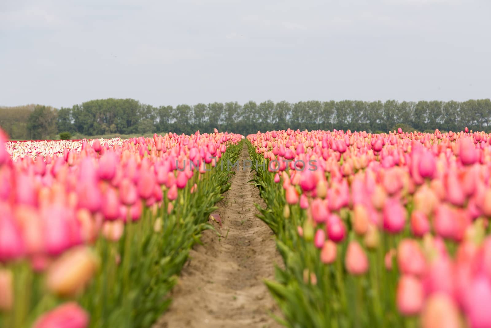 Colorful field of tulips in the Netherlands