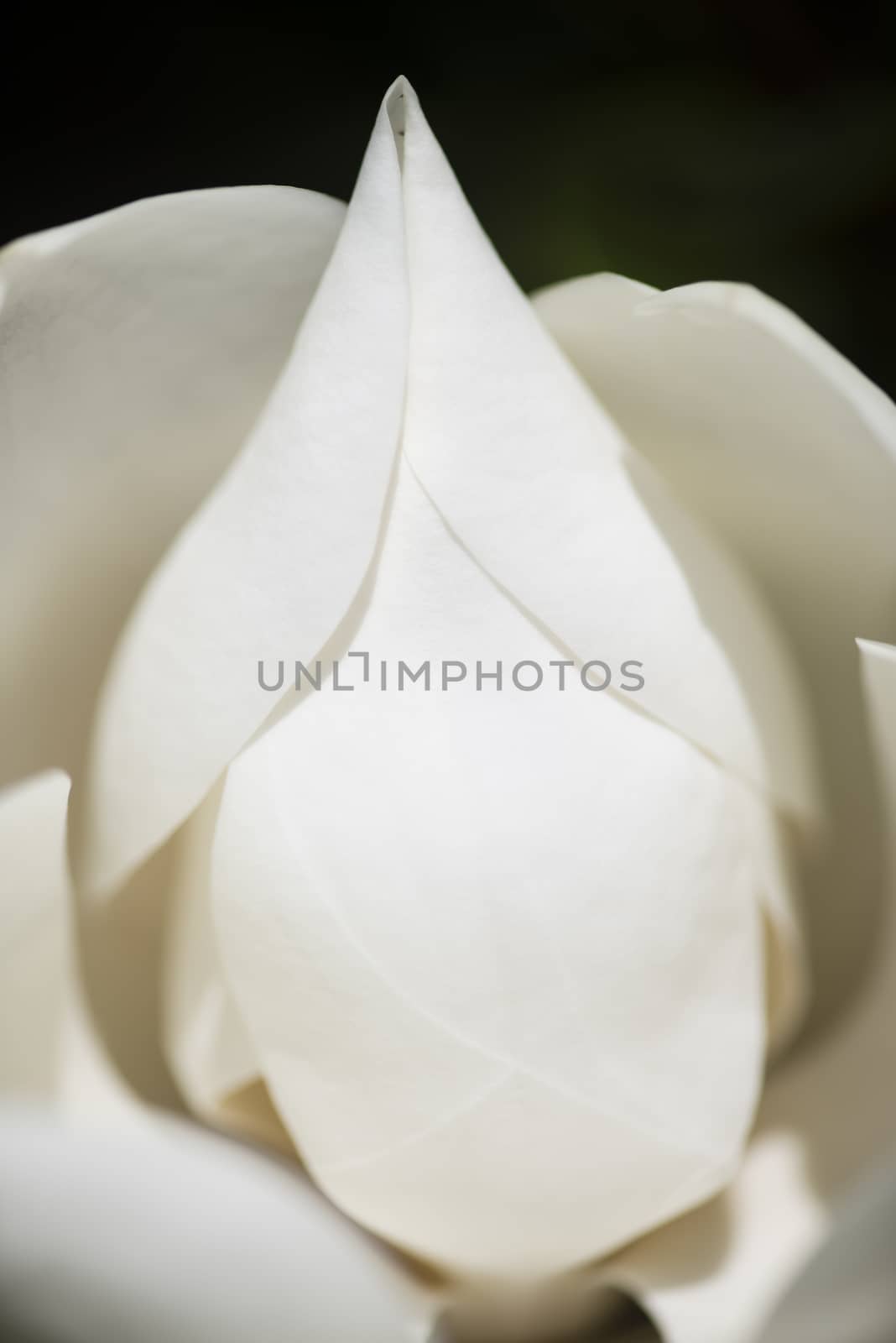 Detail of white flower, suthern magnolia grandiflora tree