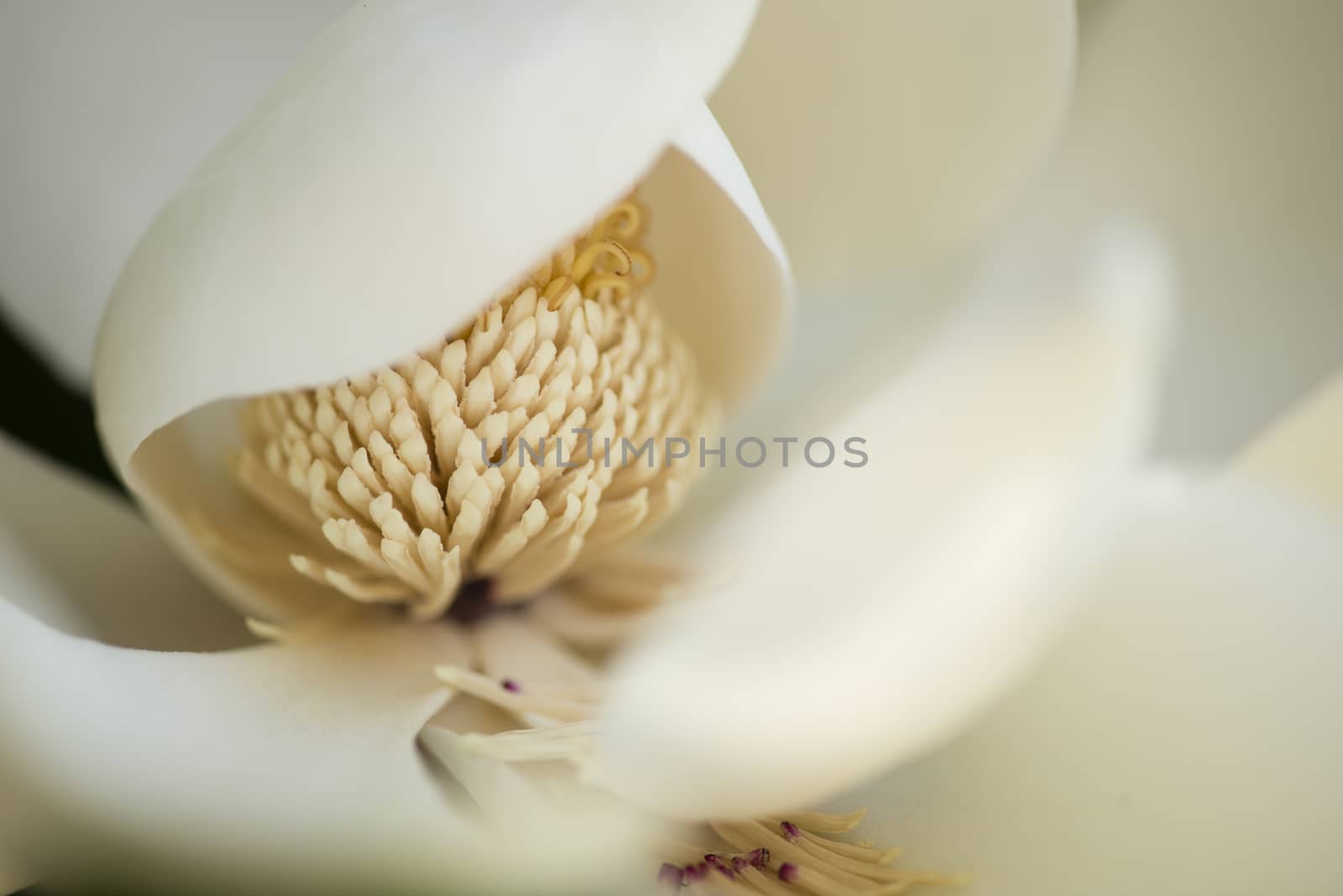 Detail of white flower, suthern magnolia grandiflora tree