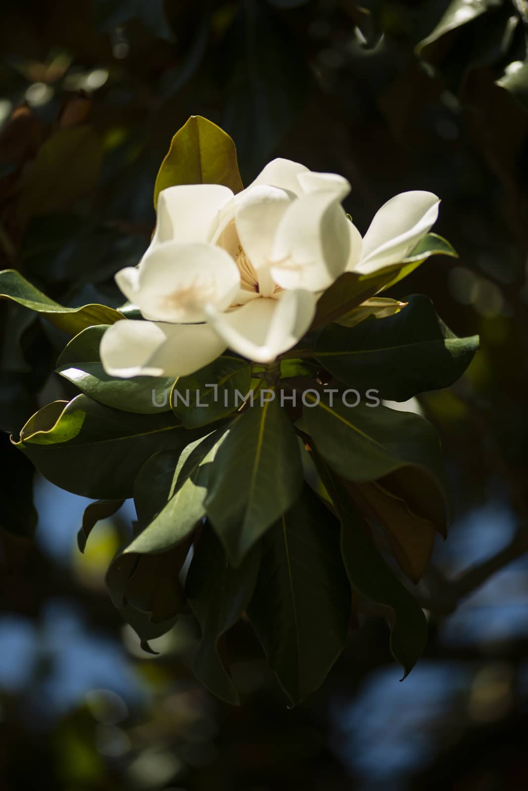 Detail of southern magnolia flower. by AlessandroZocc