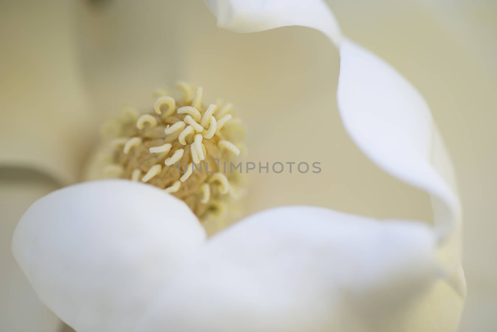 Detail of white flower, suthern magnolia grandiflora tree