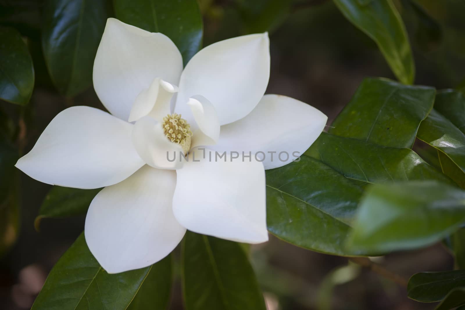 Detail of white flower, suthern magnolia grandiflora tree