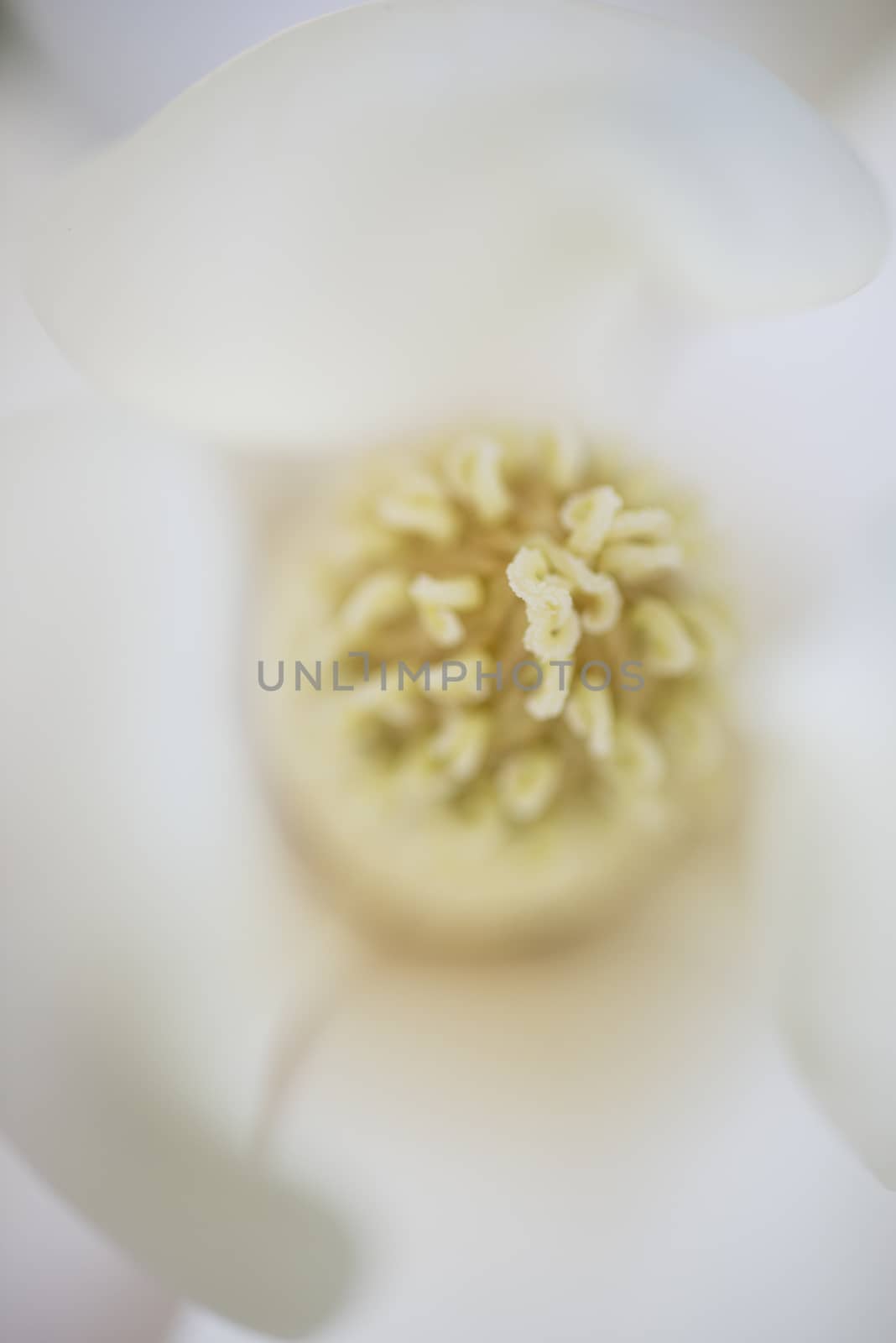 Detail of white flower, suthern magnolia grandiflora tree