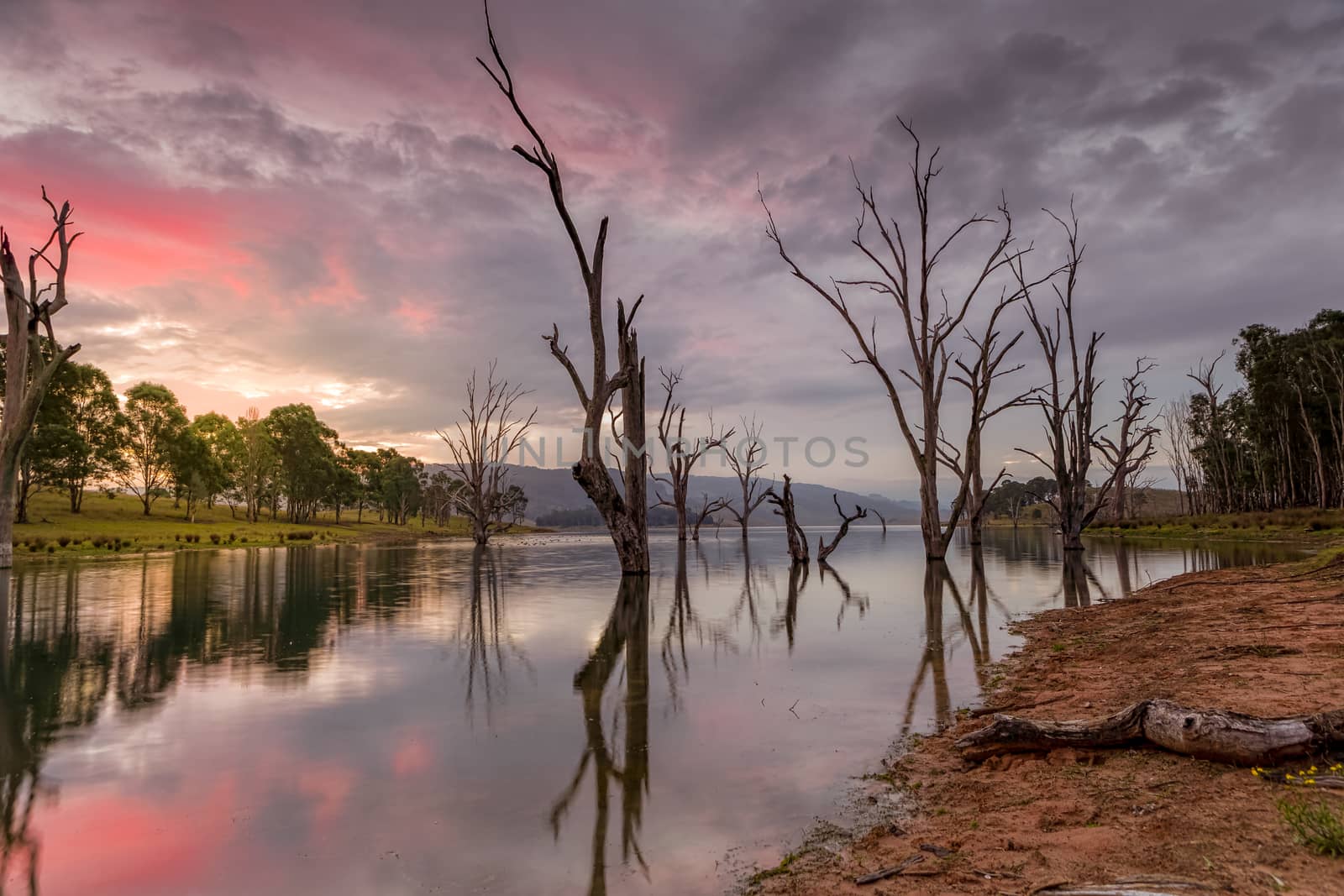 Beautiful gnarled dead trees stand steadfast in the lake as the sun sets.