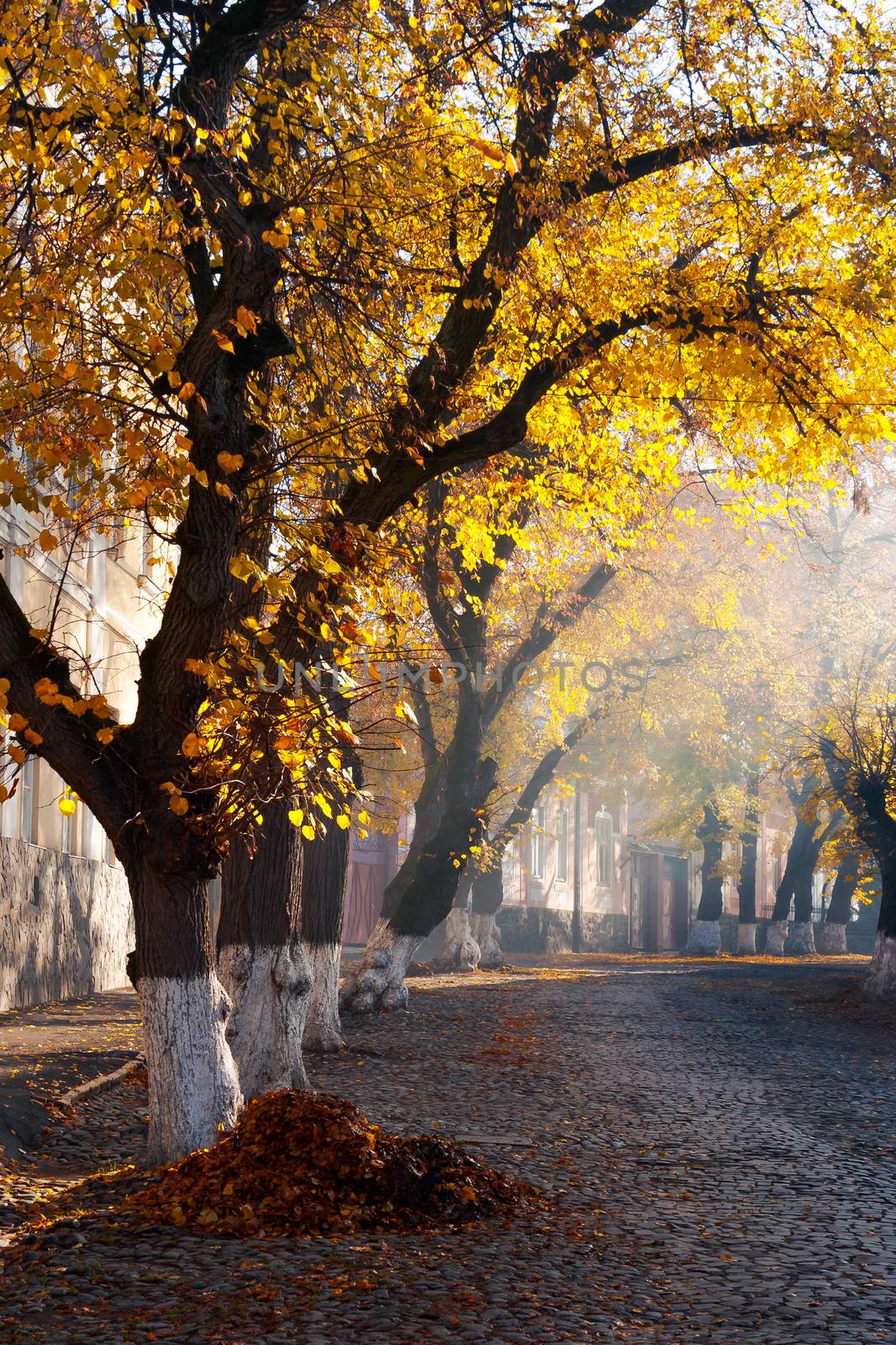 trees in golden foliage on streets. beautiful autumn scenery on old town Uzhgorod, Ukraine