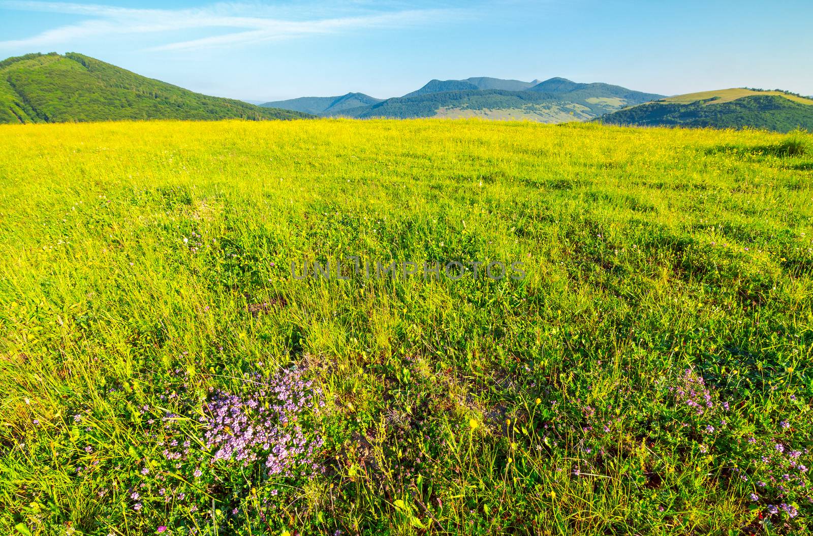 grassy meadow in mountains. lovely scenery on clear morning