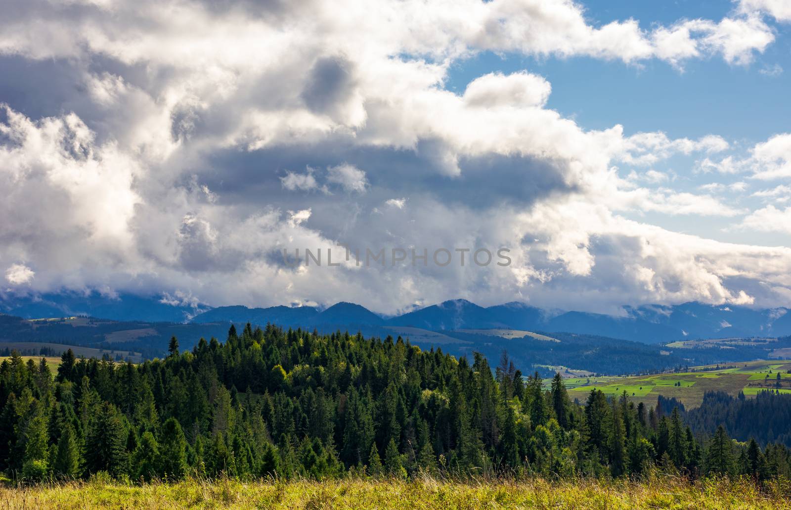 trees near valley in mountains under sky with clouds by Pellinni