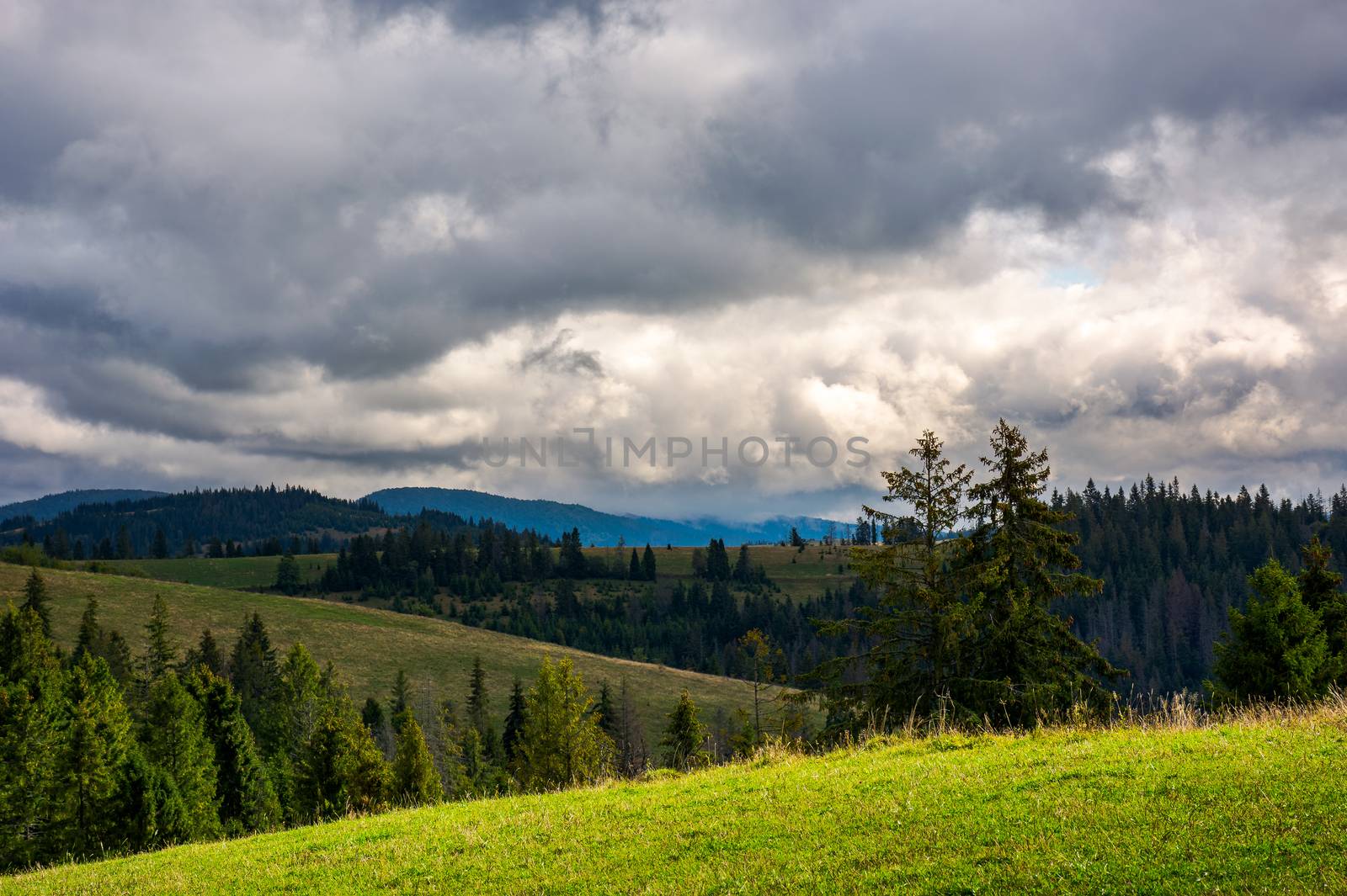 coniferous forest on a  mountain hill side by Pellinni