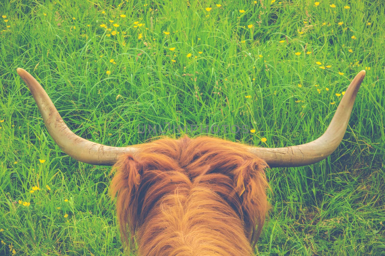 Retro Style Image Of A Scottish Highland Cow In A Meadow With Copy Space