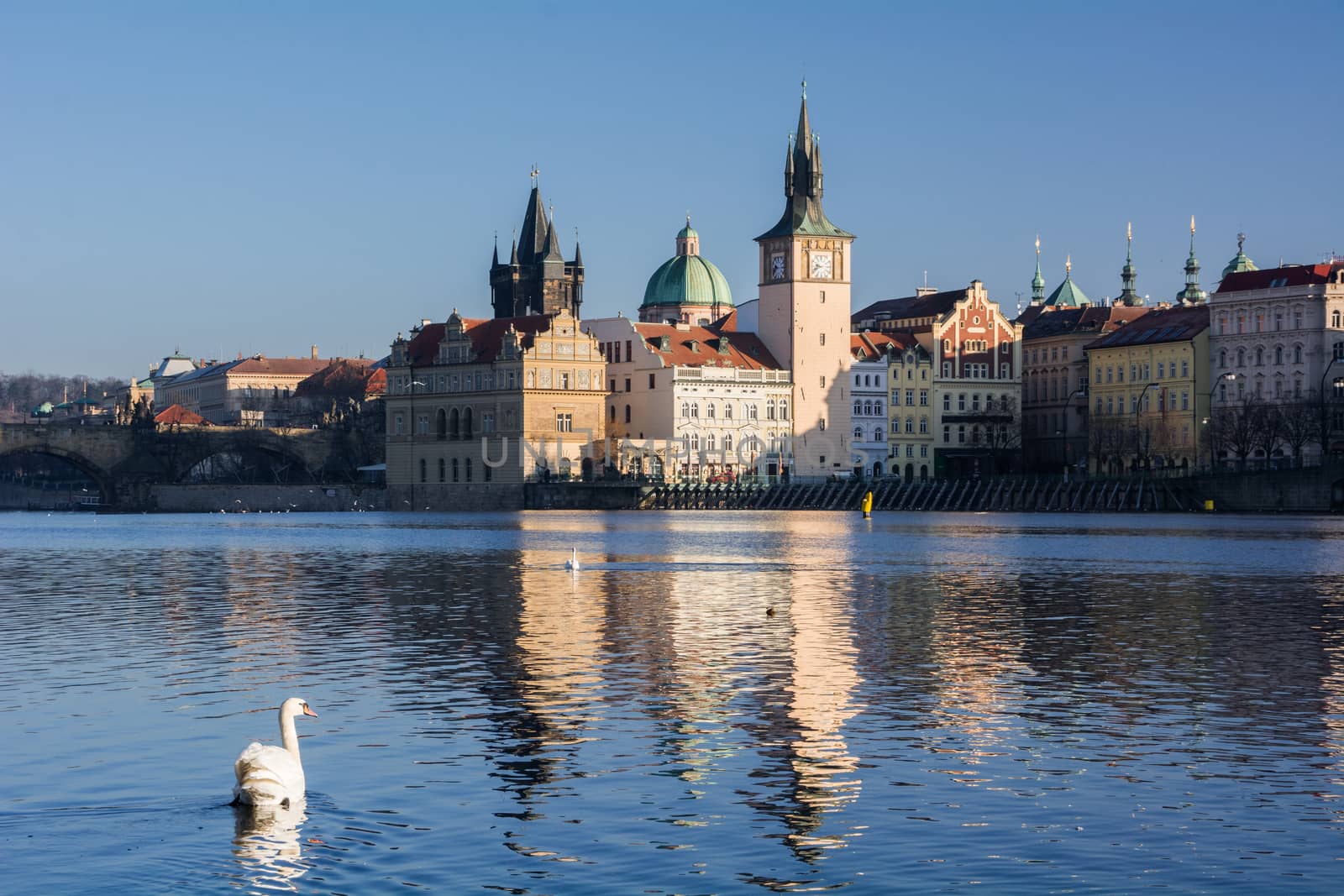 Swans. The Vltava River, Prague. by nikolaydenisov