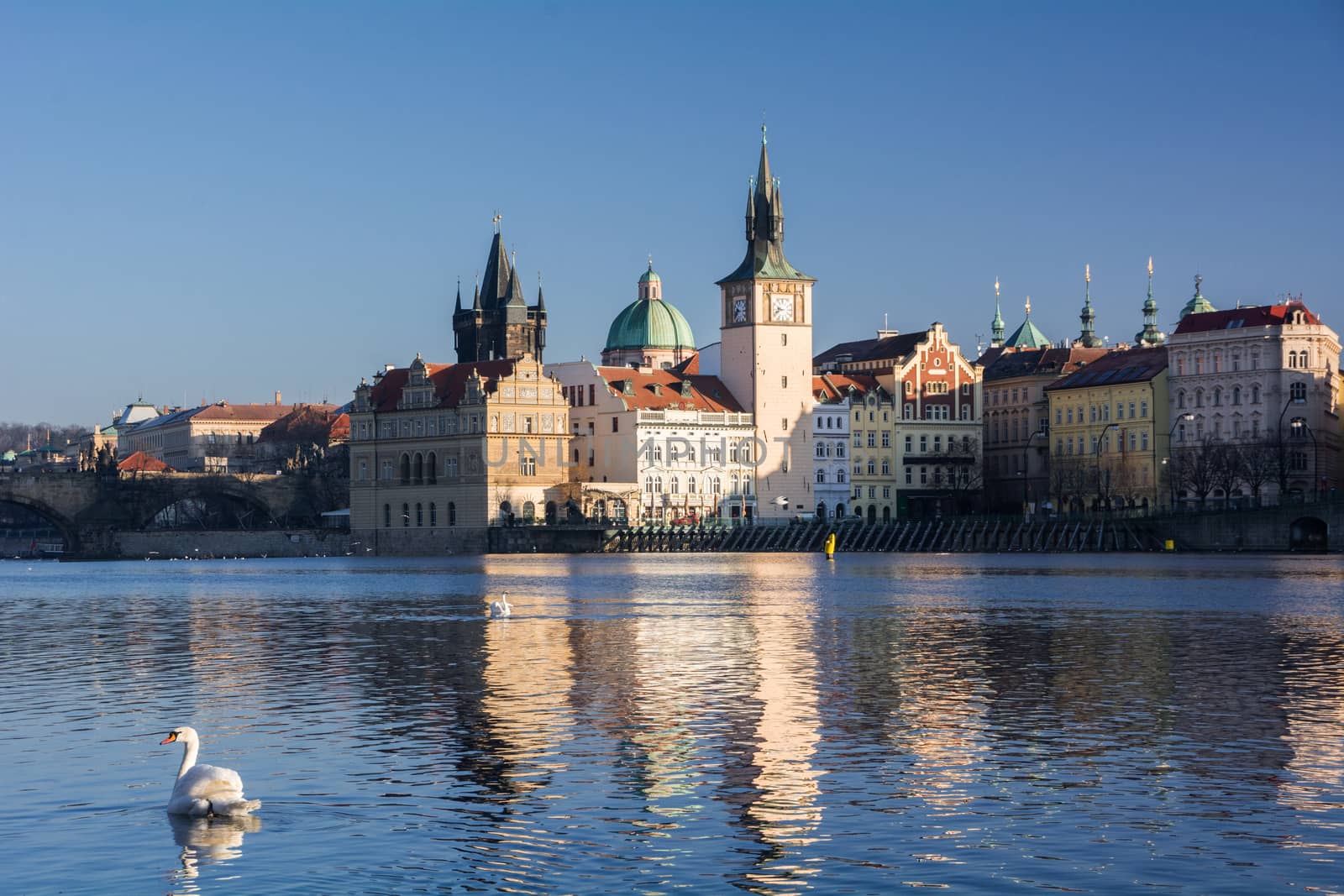 Swans. The Vltava River, Prague. by nikolaydenisov