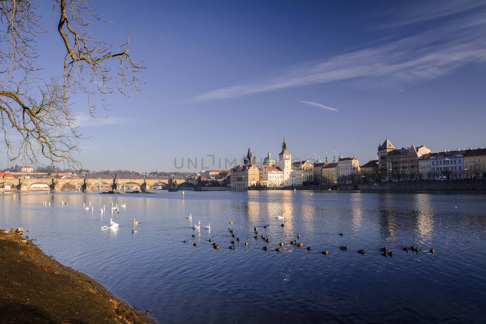 Swans. The Vltava River, Prague.