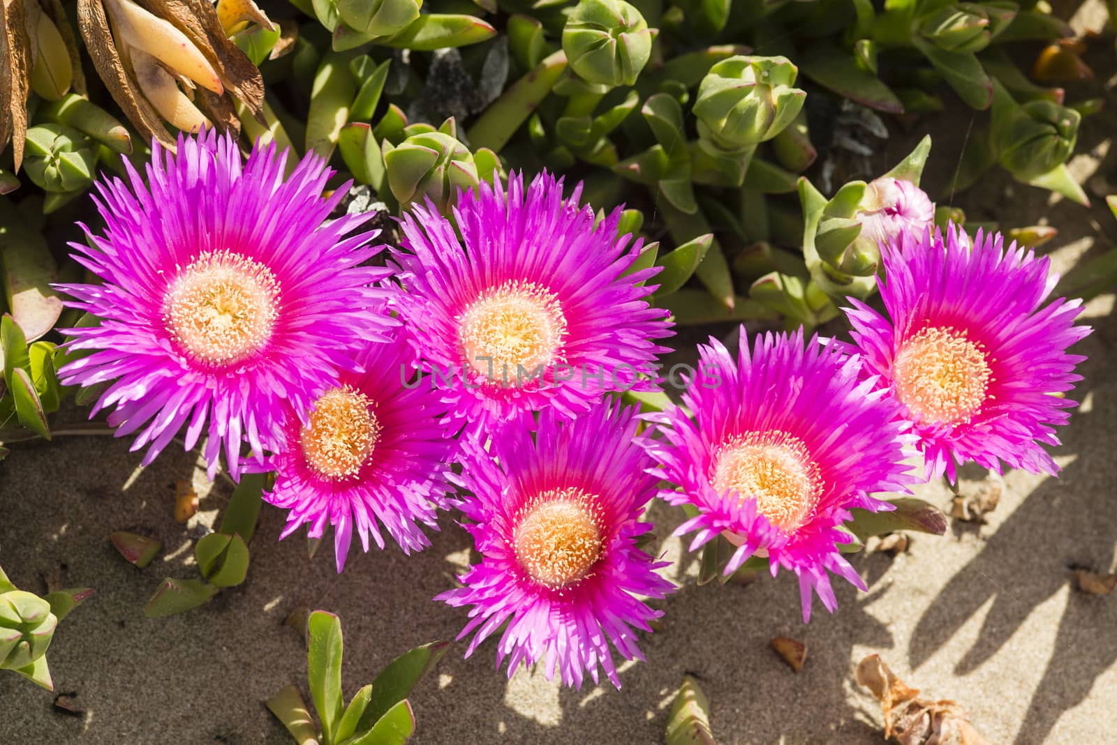 Carpobrotus edulis is a ground-creeping plant with succulent leaves, native to South Africa. Also known as Hottentot-fig, ice plant, highway ice plant, pigface, sour fig.