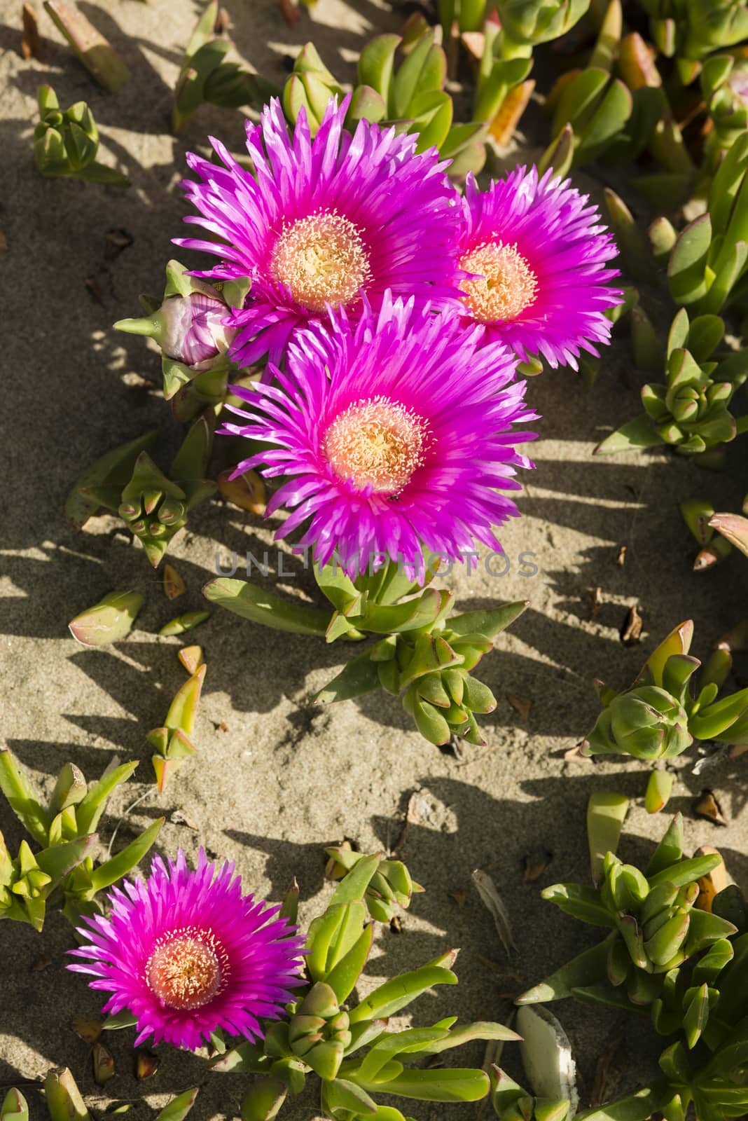 Carpobrotus edulis is a ground-creeping plant with succulent leaves, native to South Africa. Also known as Hottentot-fig, ice plant, highway ice plant, pigface, sour fig.