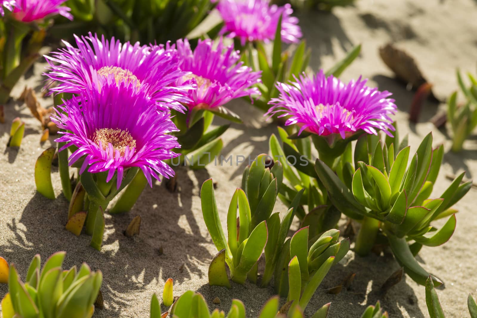 Carpobrotus edulis is a ground-creeping plant with succulent leaves, native to South Africa. Also known as Hottentot-fig, ice plant, highway ice plant, pigface, sour fig.