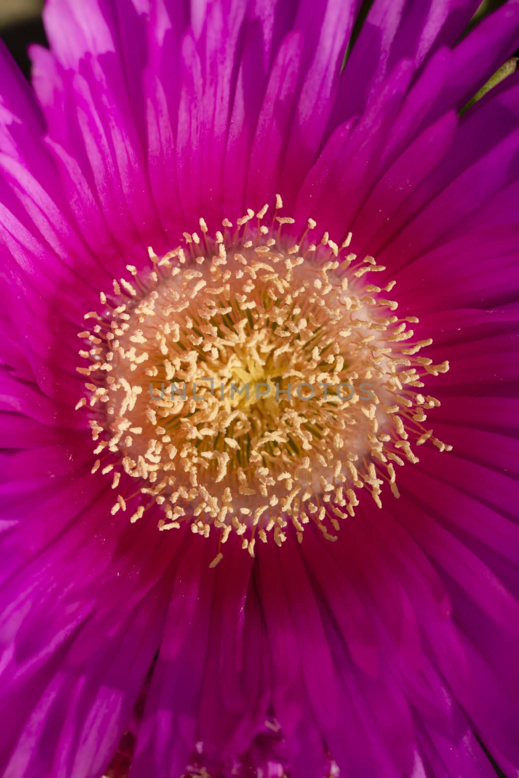 Plants and flowers of Hottentot fig on sand beach in Italy. by AlessandroZocc