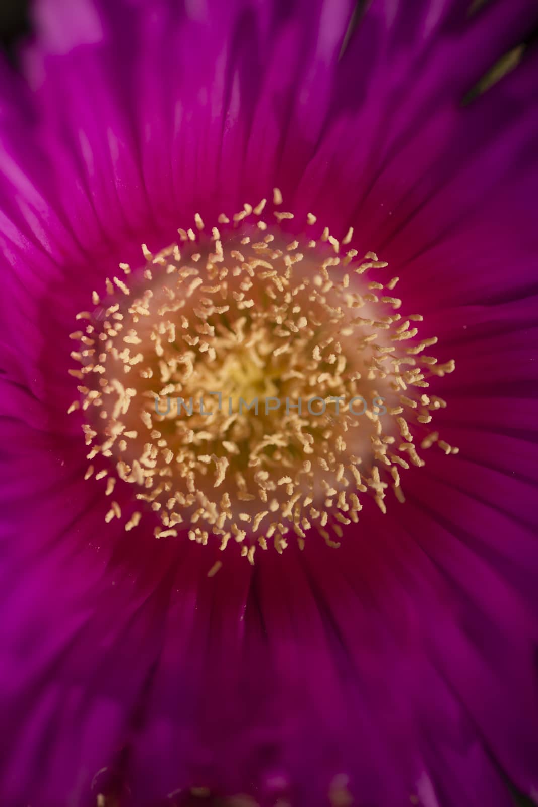 Carpobrotus edulis is a ground-creeping plant with succulent leaves, native to South Africa. Also known as Hottentot-fig, ice plant, highway ice plant, pigface, sour fig.