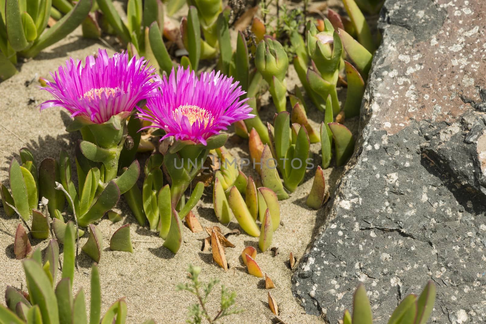 Carpobrotus edulis is a ground-creeping plant with succulent leaves, native to South Africa. Also known as Hottentot-fig, ice plant, highway ice plant, pigface, sour fig.