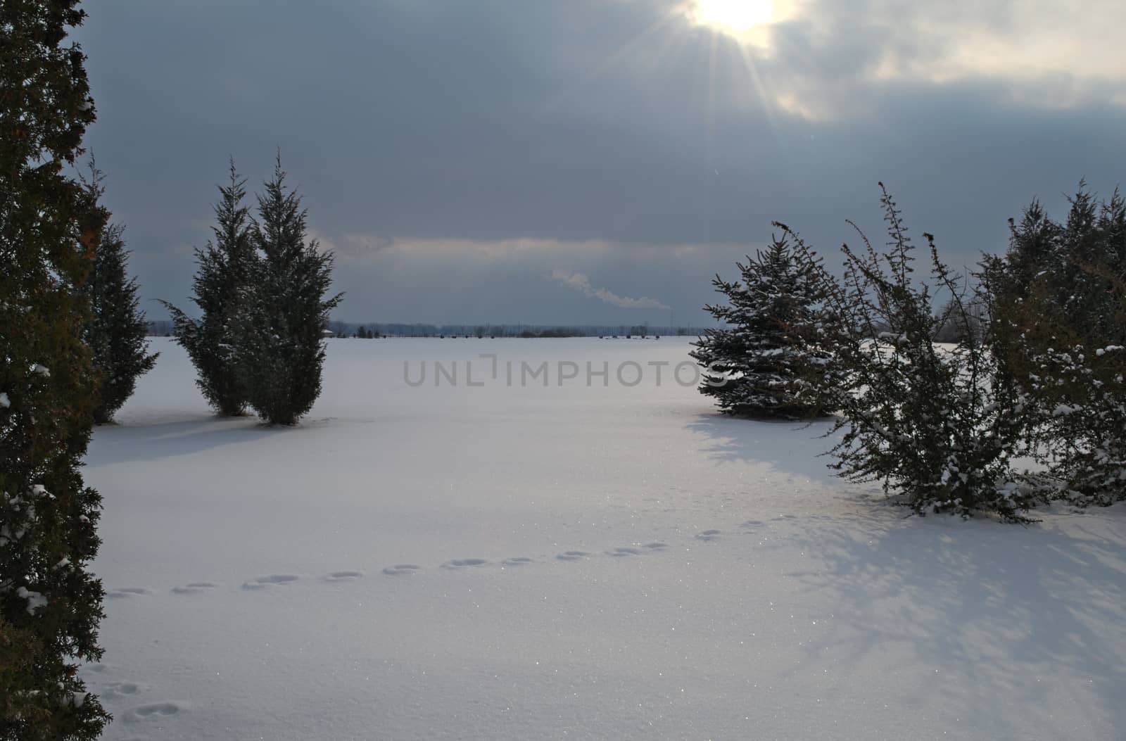 Winter landscape with evergreen alpine trees