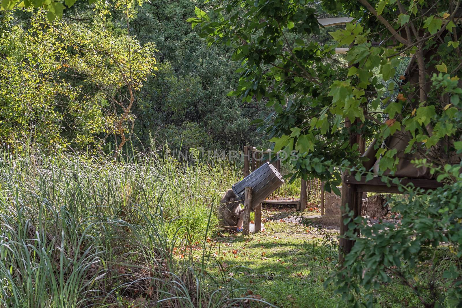 A baboon eating from a refuse bin at the camp at Injisuthi in the Kwazulu-Natal Drakensberg