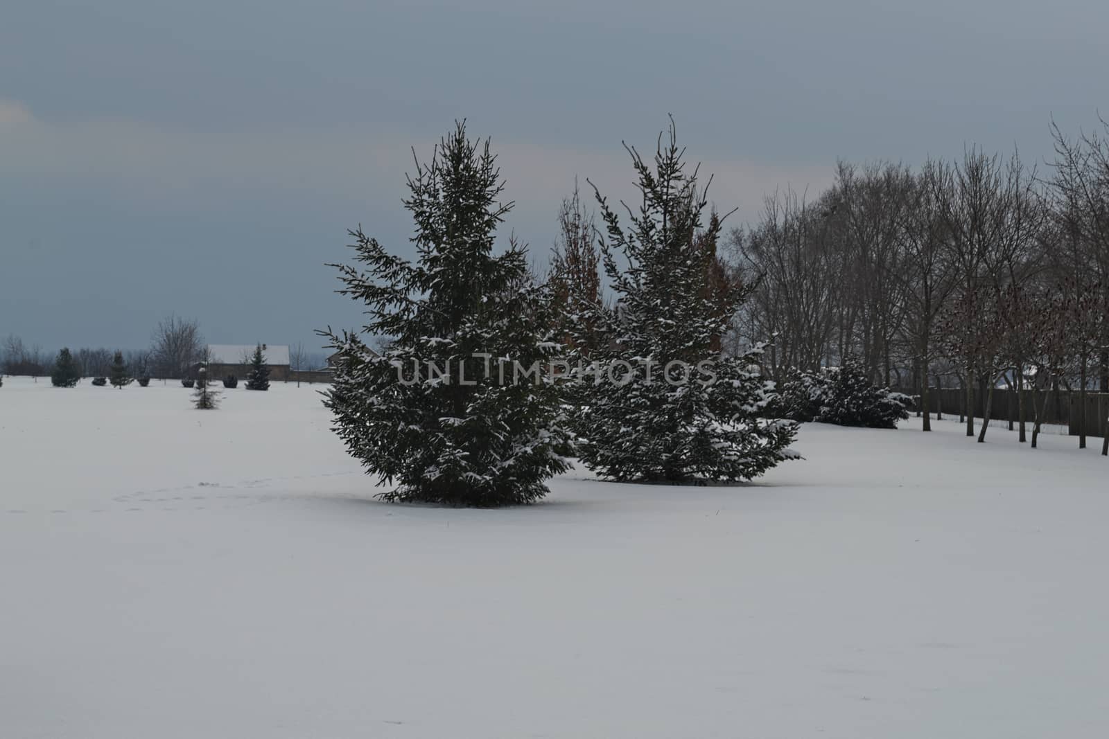 Winter landscape with evergreen alpine trees by sheriffkule