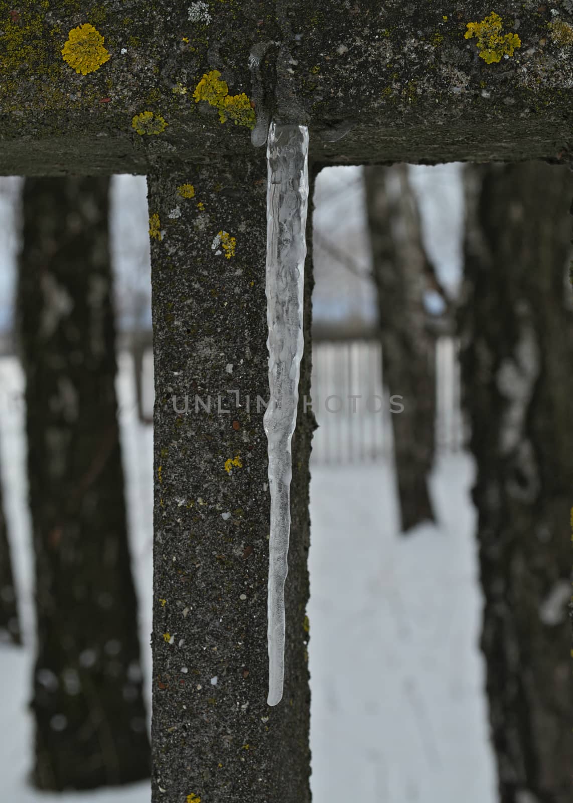 Frozen ice crystal hanging from fence by sheriffkule