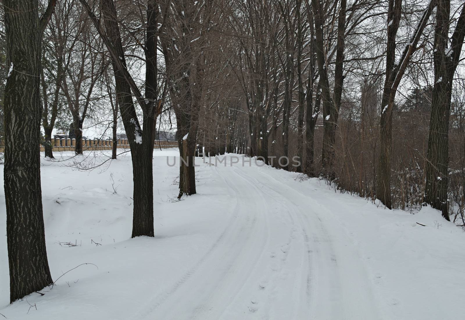 Countryside road amongst trees covered with a lot of snow during winter by sheriffkule