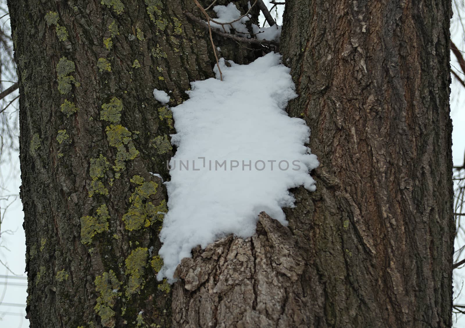 Snow on tree bark during winter, close up by sheriffkule