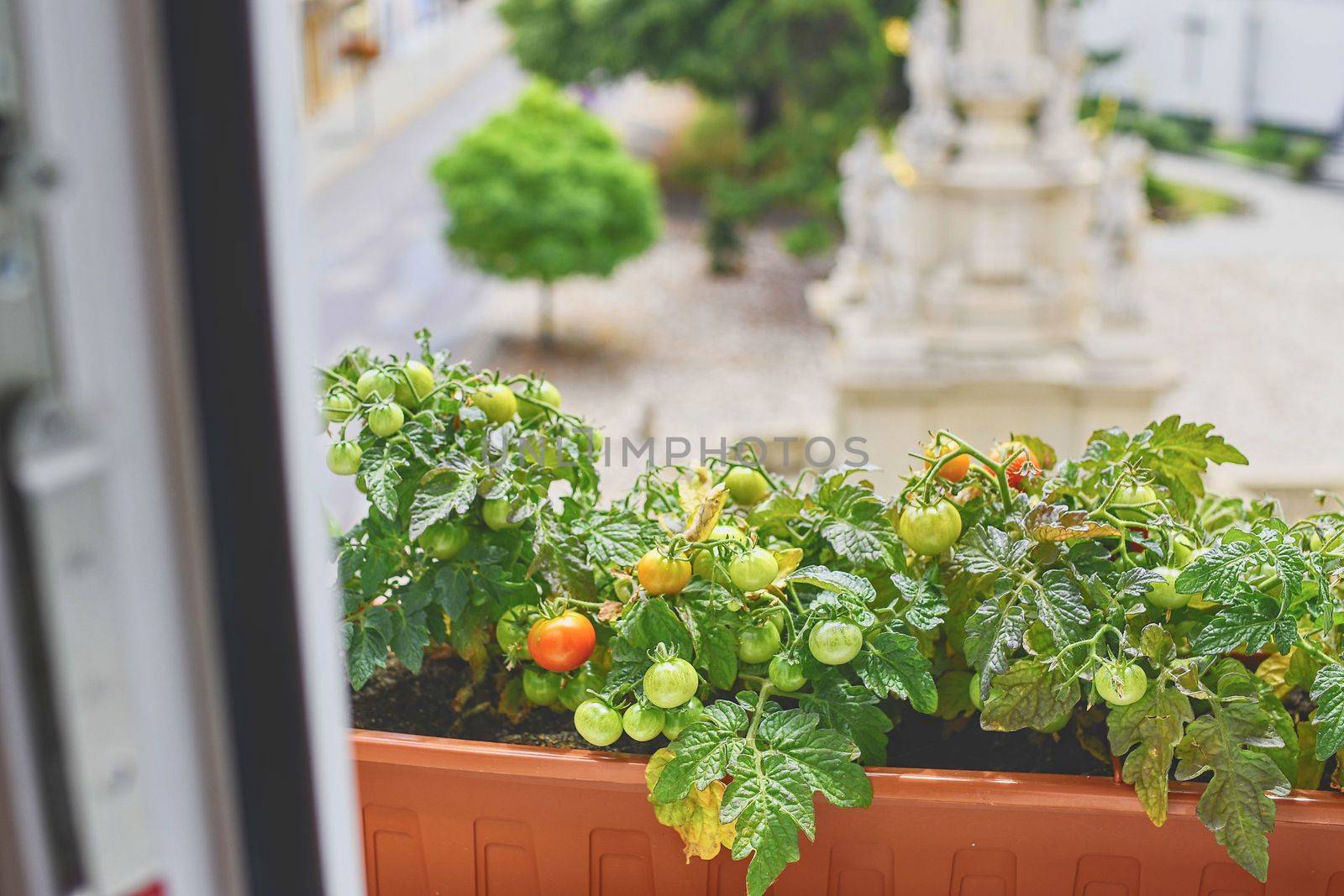 View on dwarf tomatoes on window sill. Close-up. Urban concept of gardening by roman_nerud