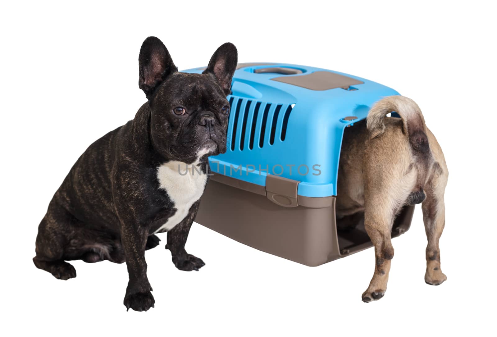 French Bulldog sitting next to an animal carrier and pug by MegaArt