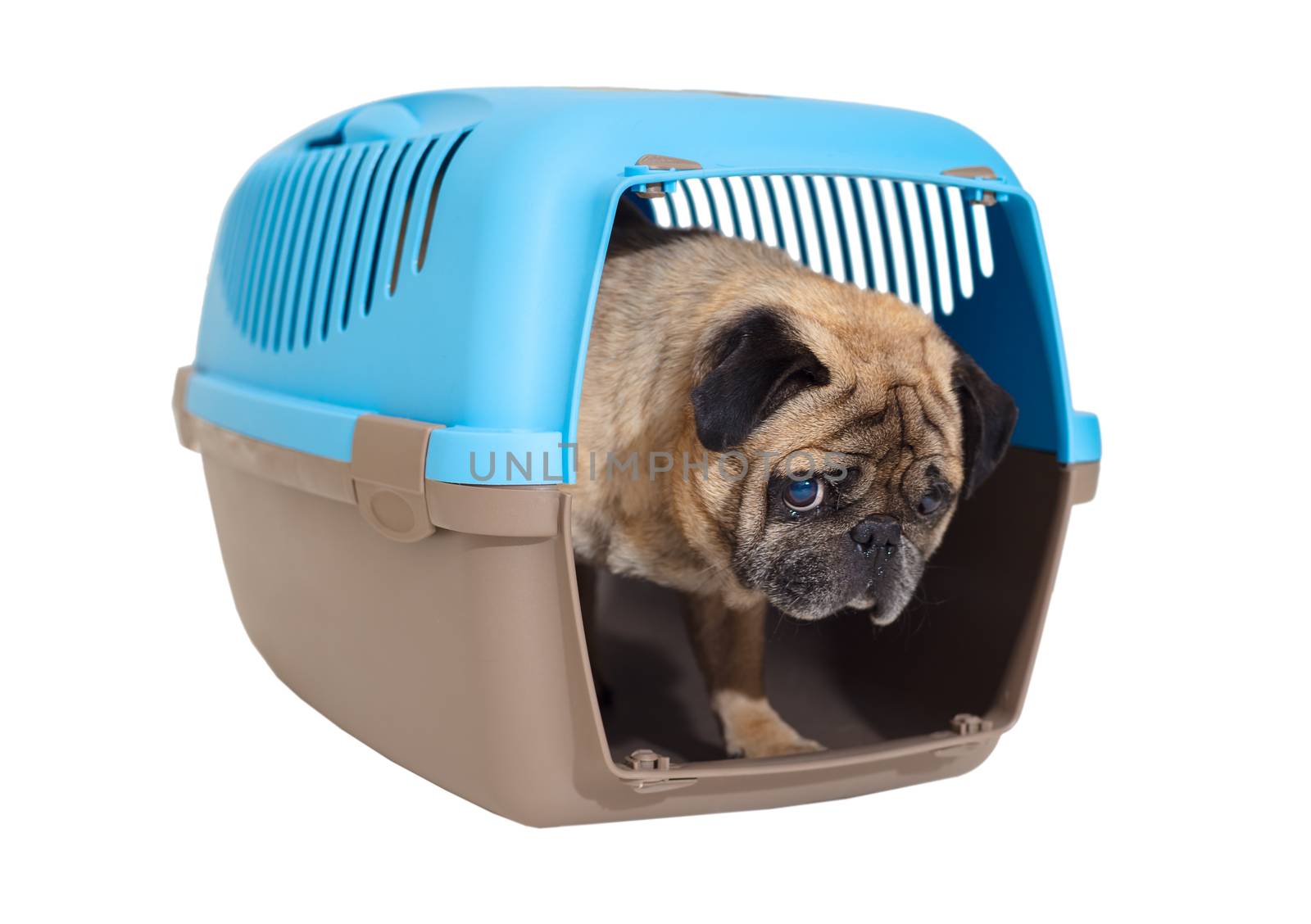 Pug dog in carrying on a white background isolated