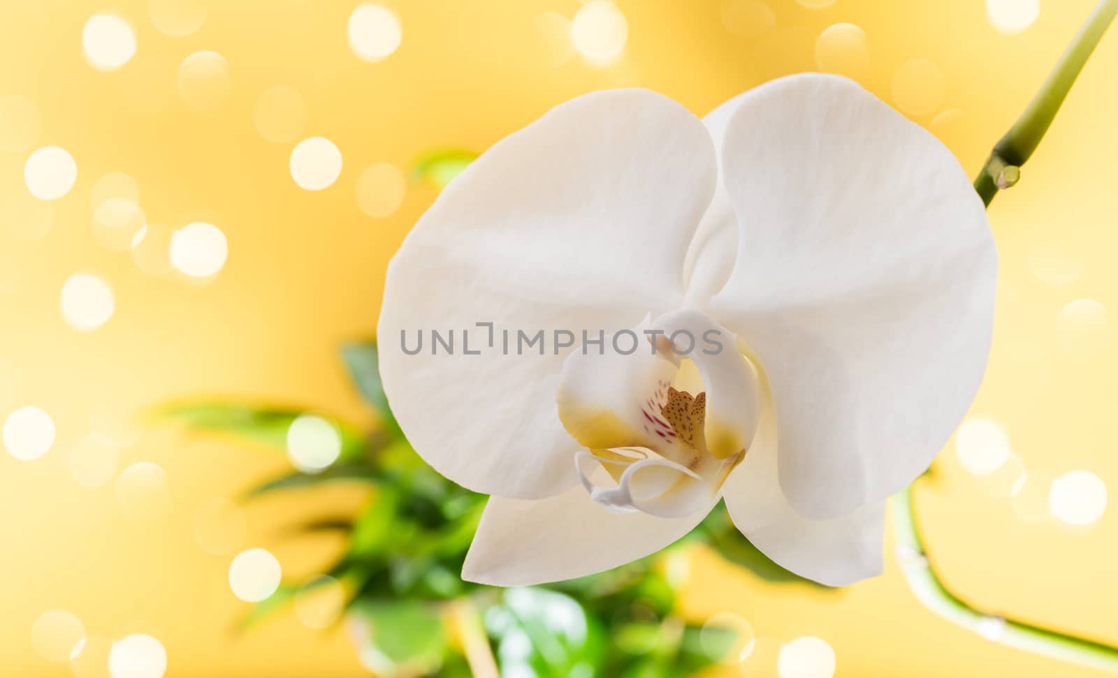 white orchid flower close-up on a yellow background