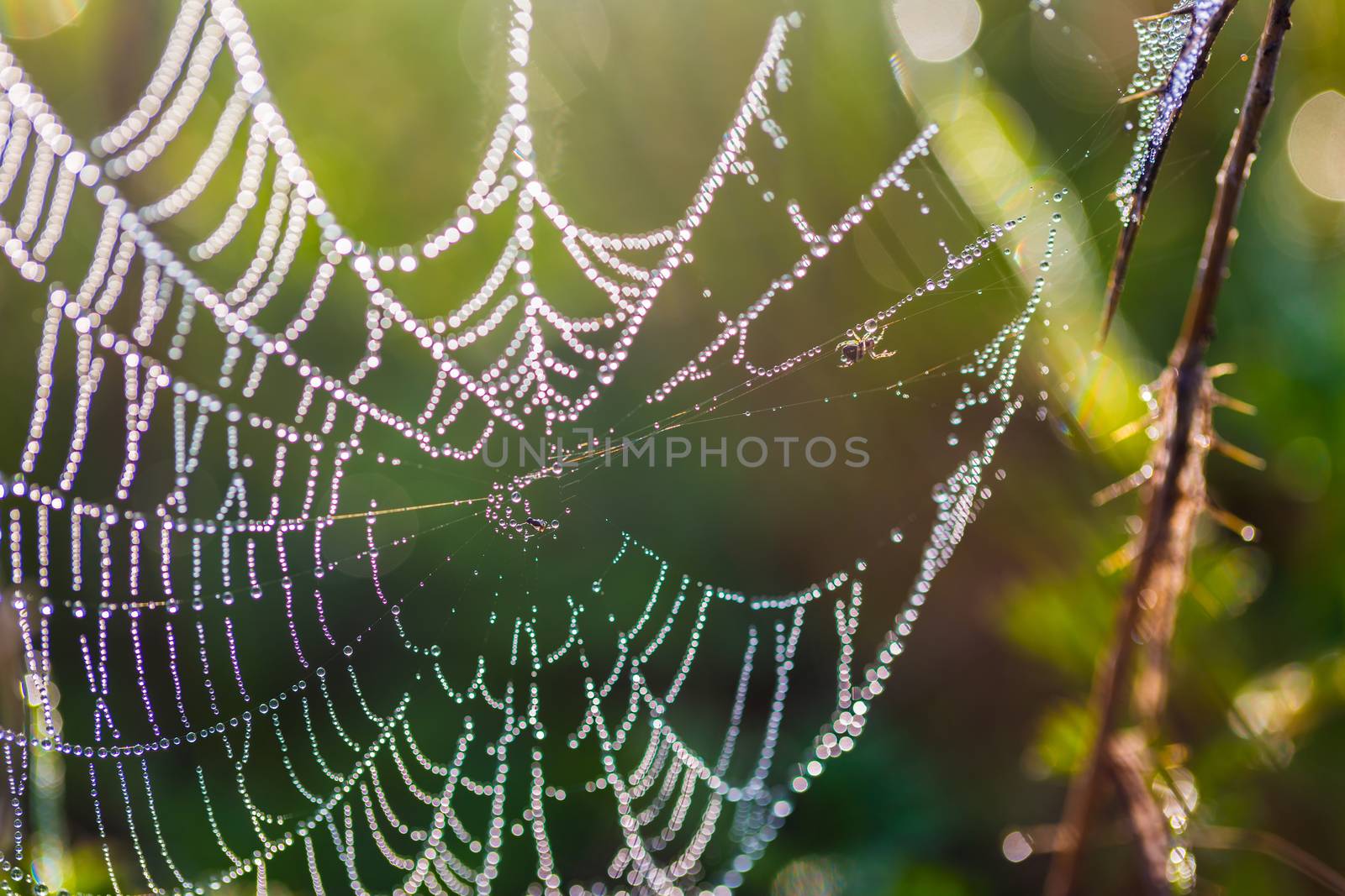spider web in drops of dew field close-up