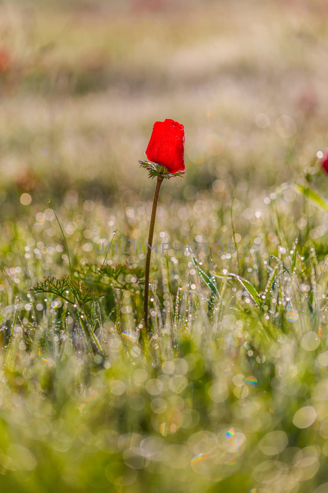 field of flowering red poppies by MegaArt