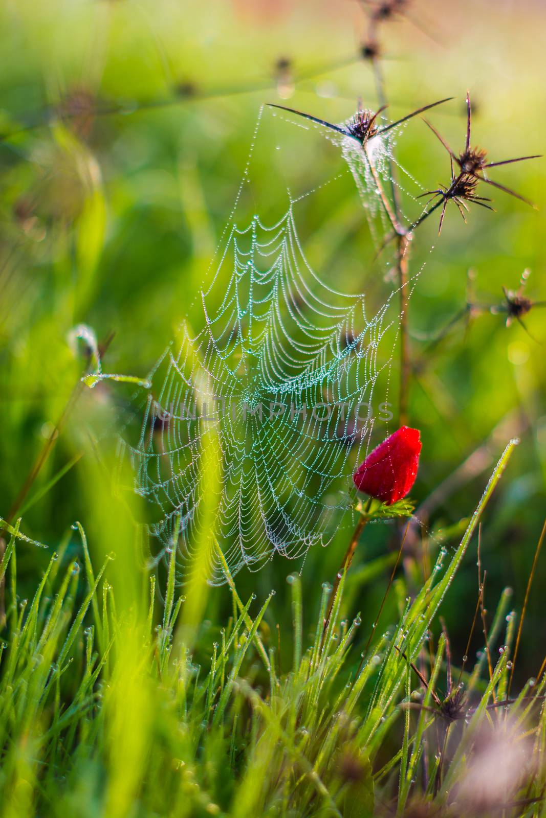 spider web in drops of dew and red poppy in a close-up field