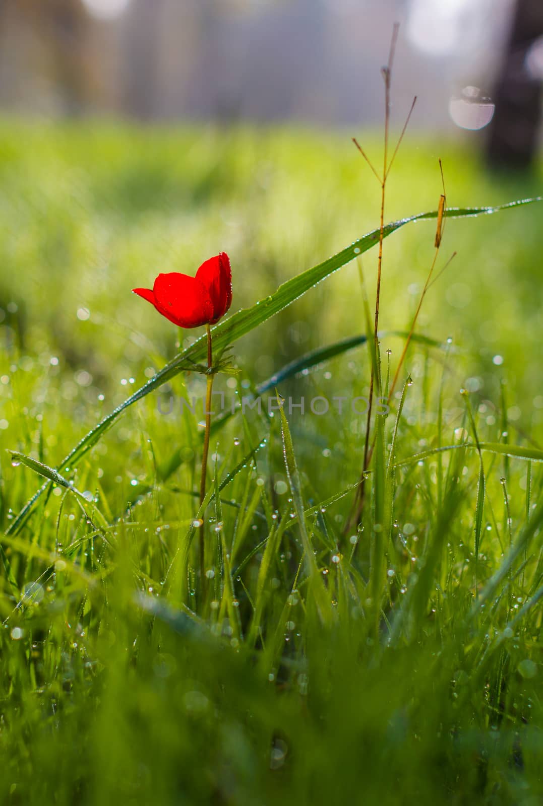 field of flowering red poppies by MegaArt