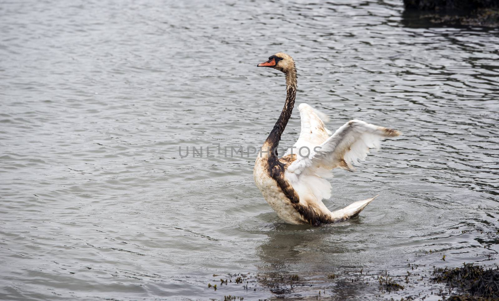 a white swan fights for his life because of an oil spill in europoort area in the netherlands
