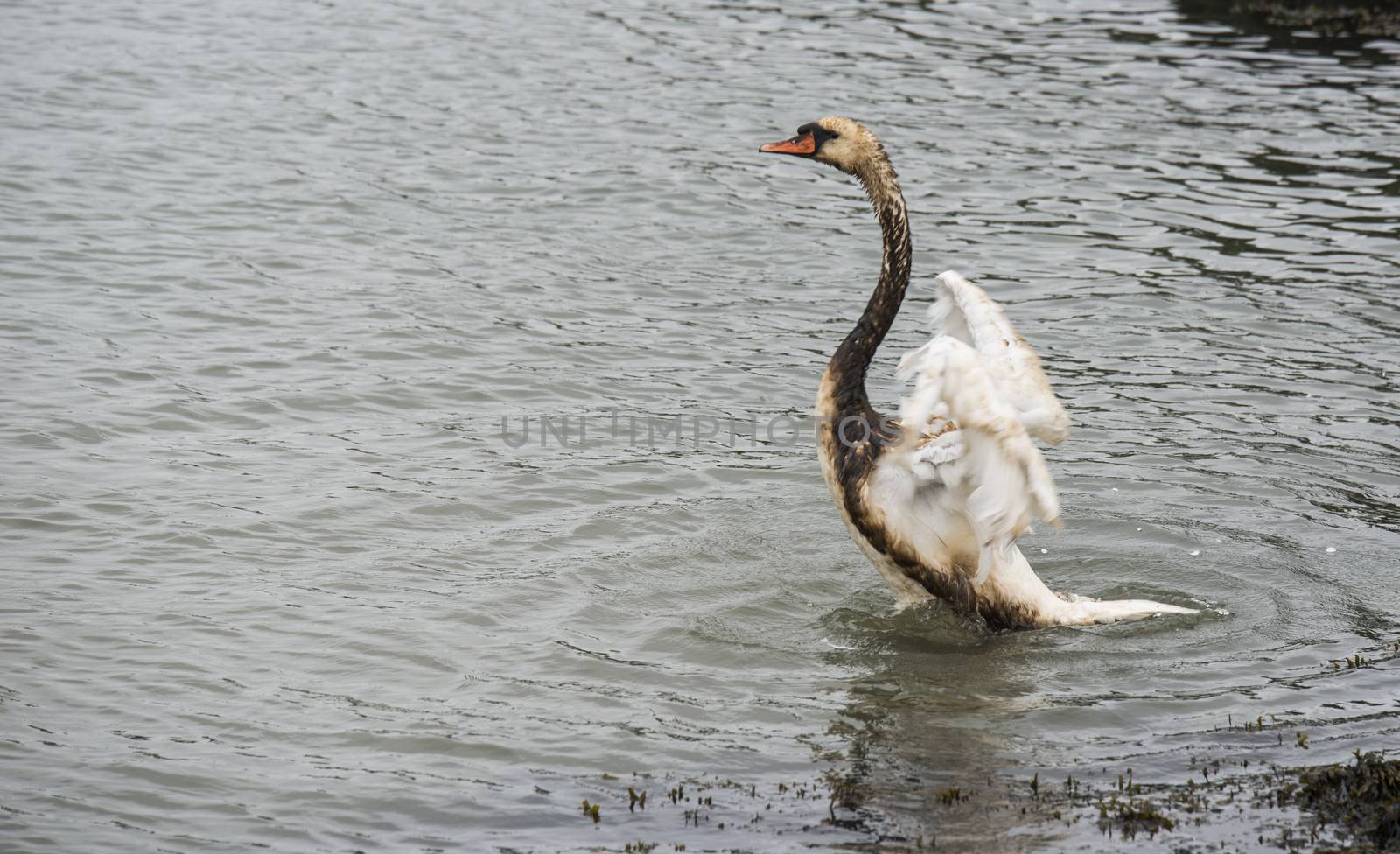 a white swan fights for his life because of an oil spill in europoort area in the netherlands