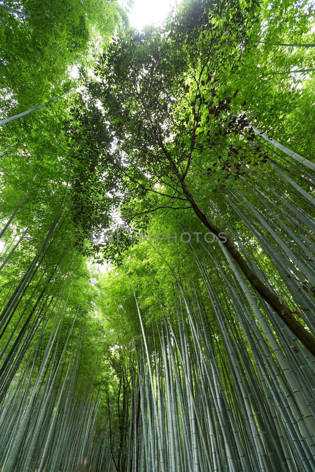 Bamboo grove by leungchopan