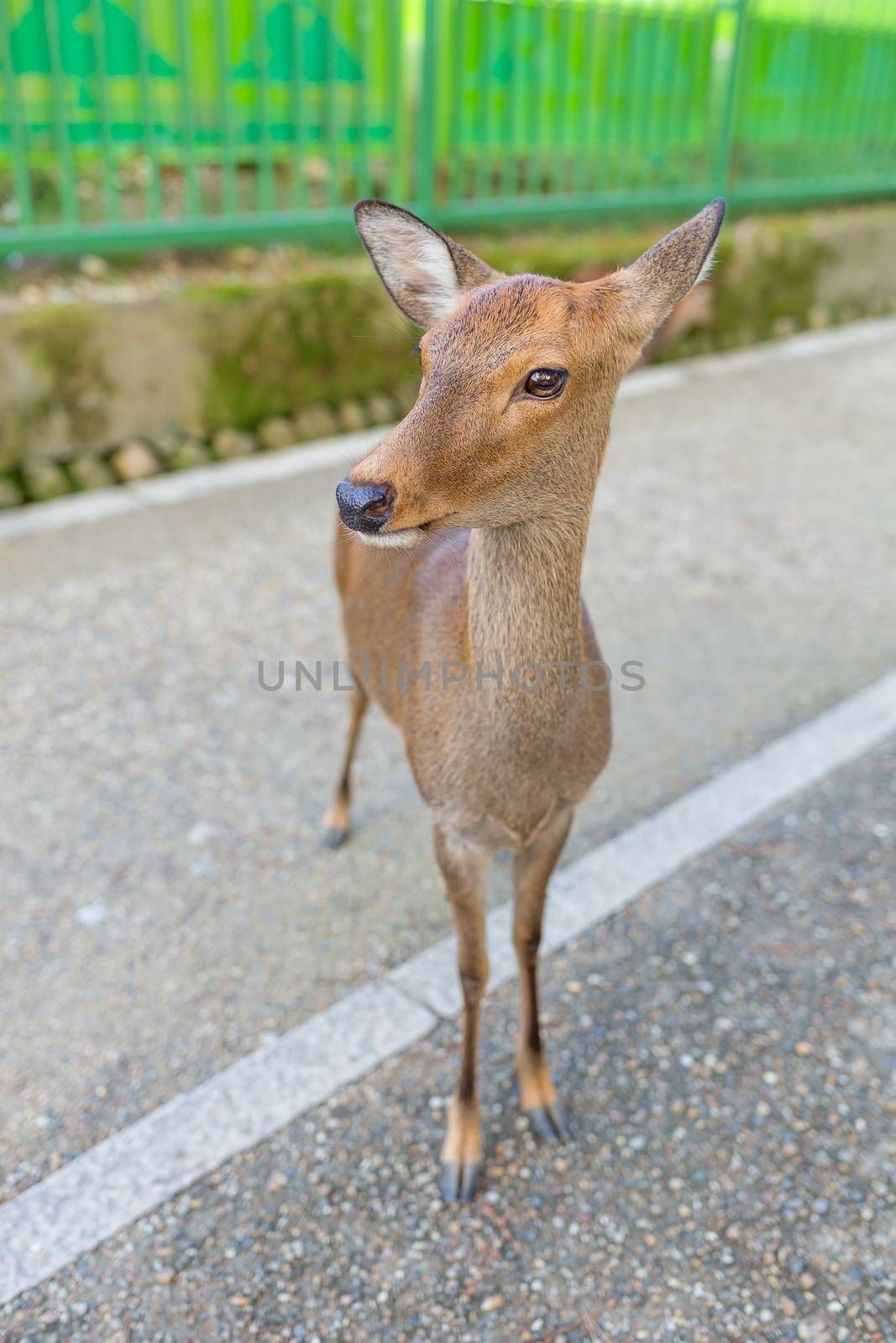 Deer fawn by leungchopan