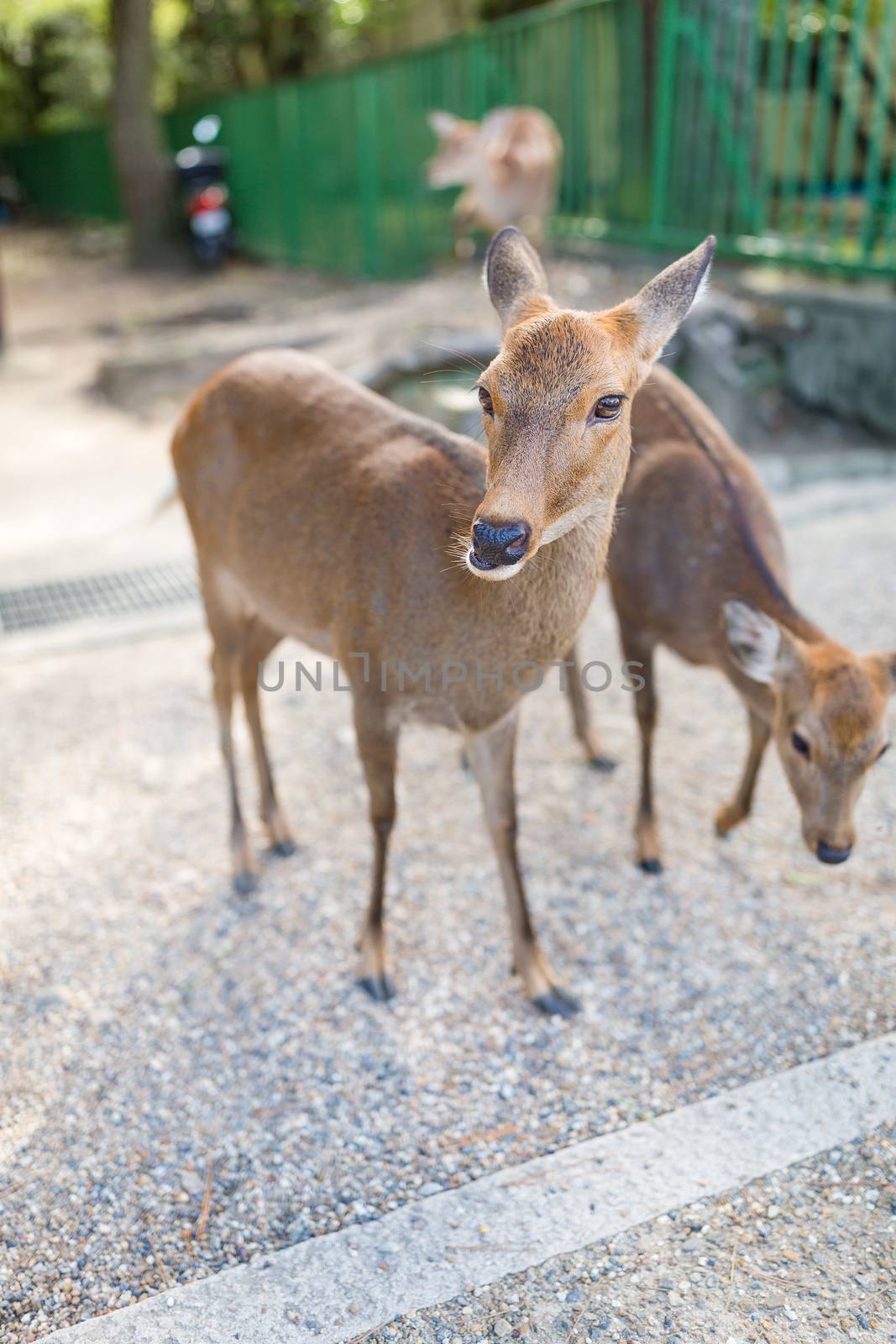 Cute Deer in the park by leungchopan