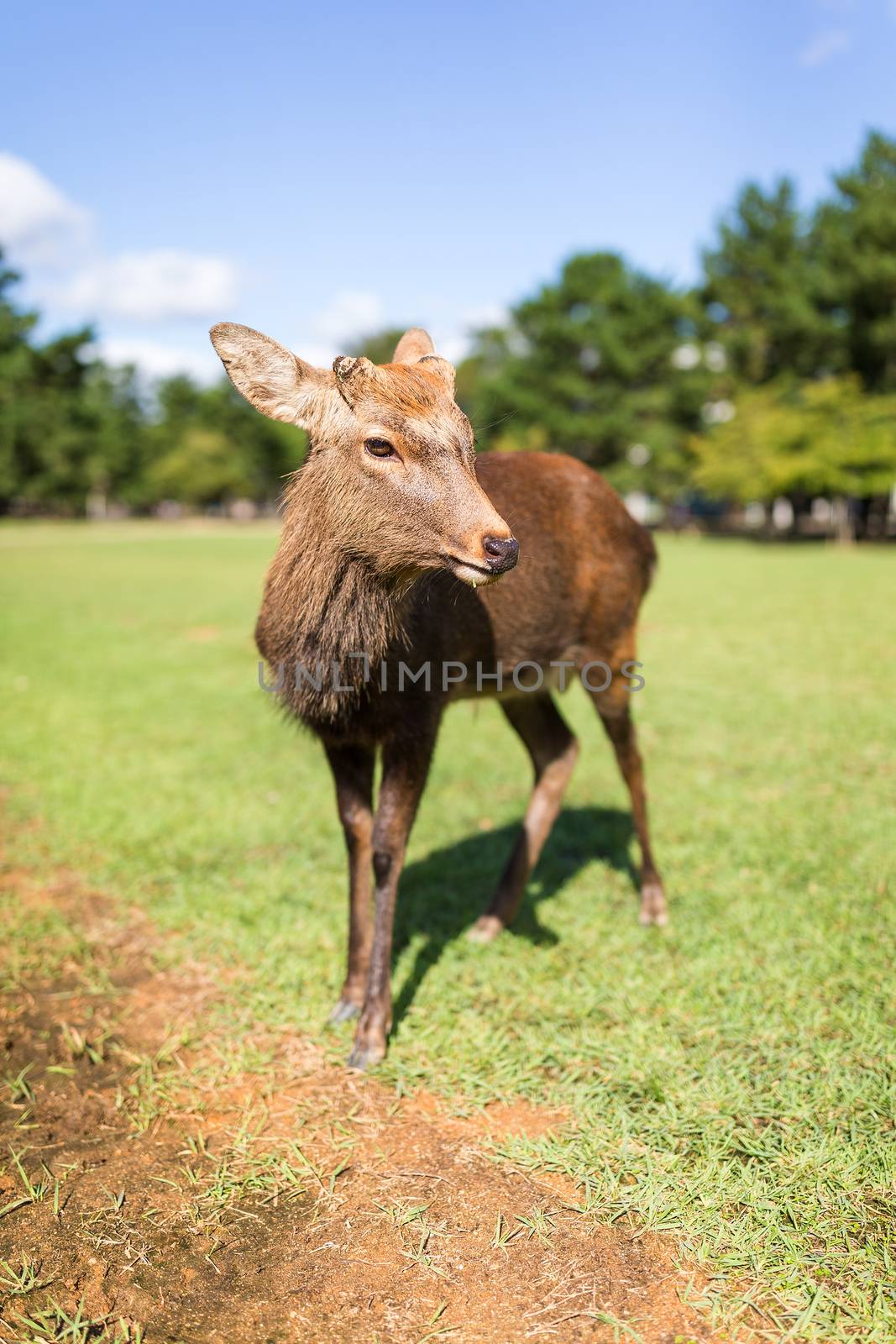 Deer by leungchopan