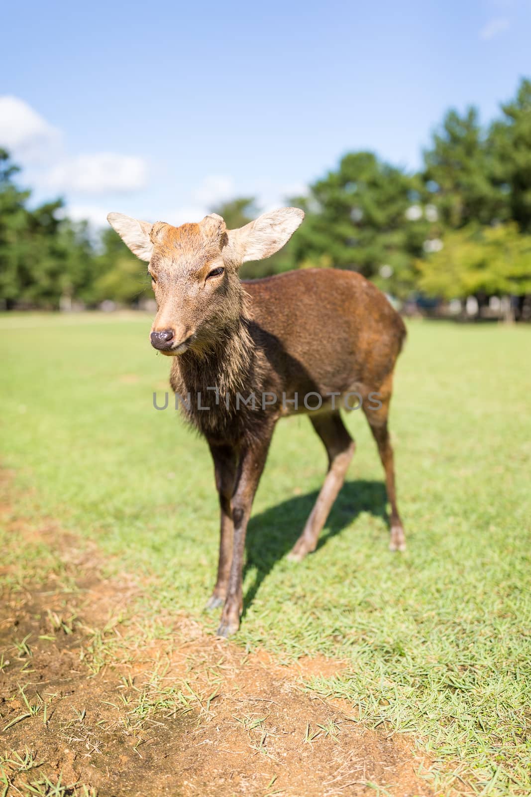 Wild deer at park by leungchopan