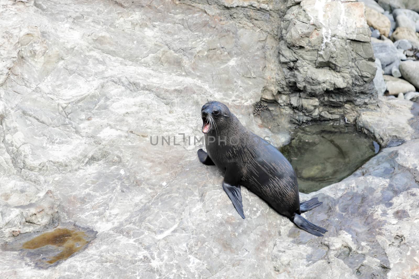 New Zealand Fur Seal (Arctocephalus forsteri)