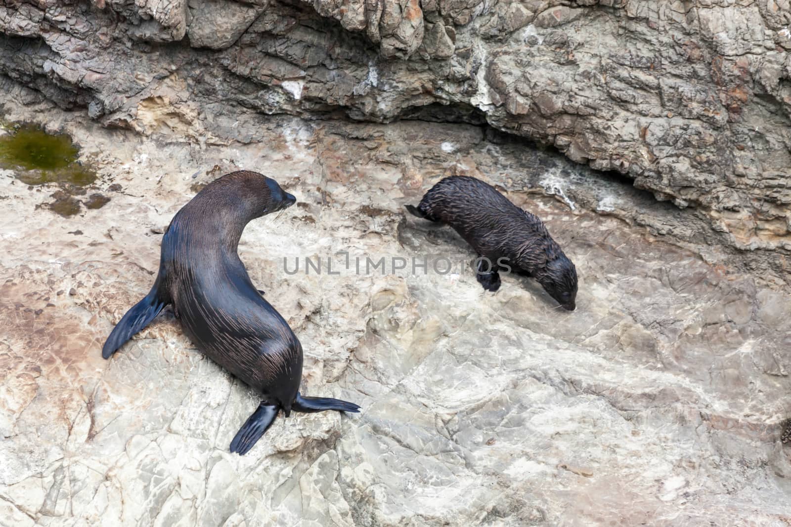 New Zealand Fur Seal (Arctocephalus forsteri) by phil_bird