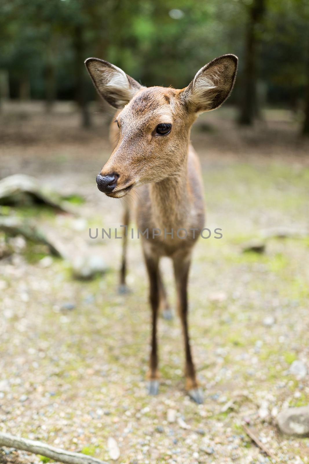 Cute deer by leungchopan